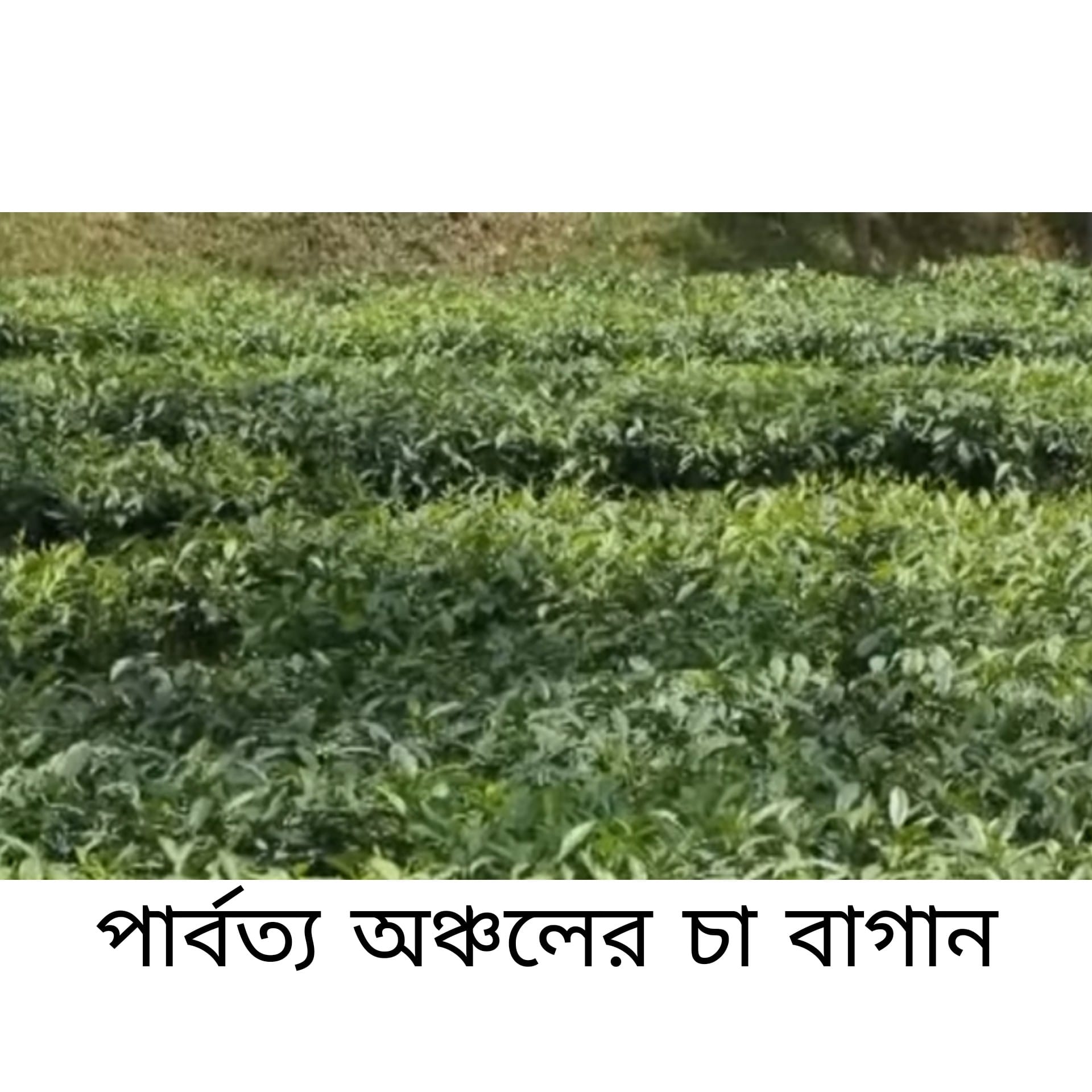 দেশে চা শিল্পের নতুন সম্ভাবনা পার্বত্য চট্টগ্রাম