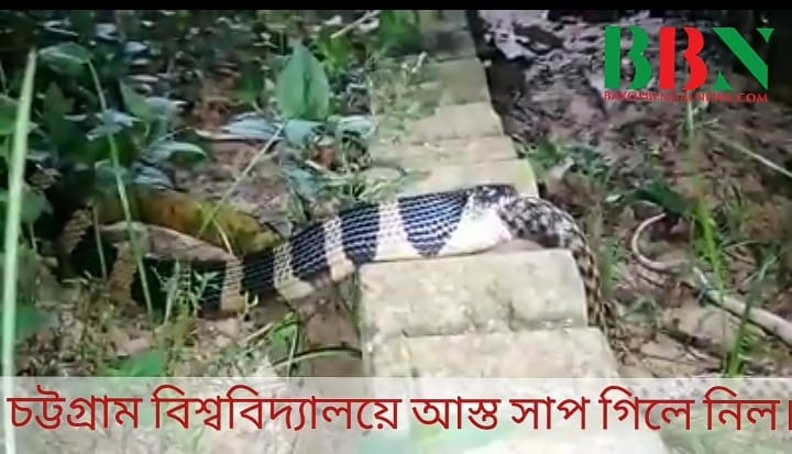 চট্টগ্রাম বিশ্ববিদ্যালয়ে আস্ত সাপ গিলে নিল(ভিডিও)