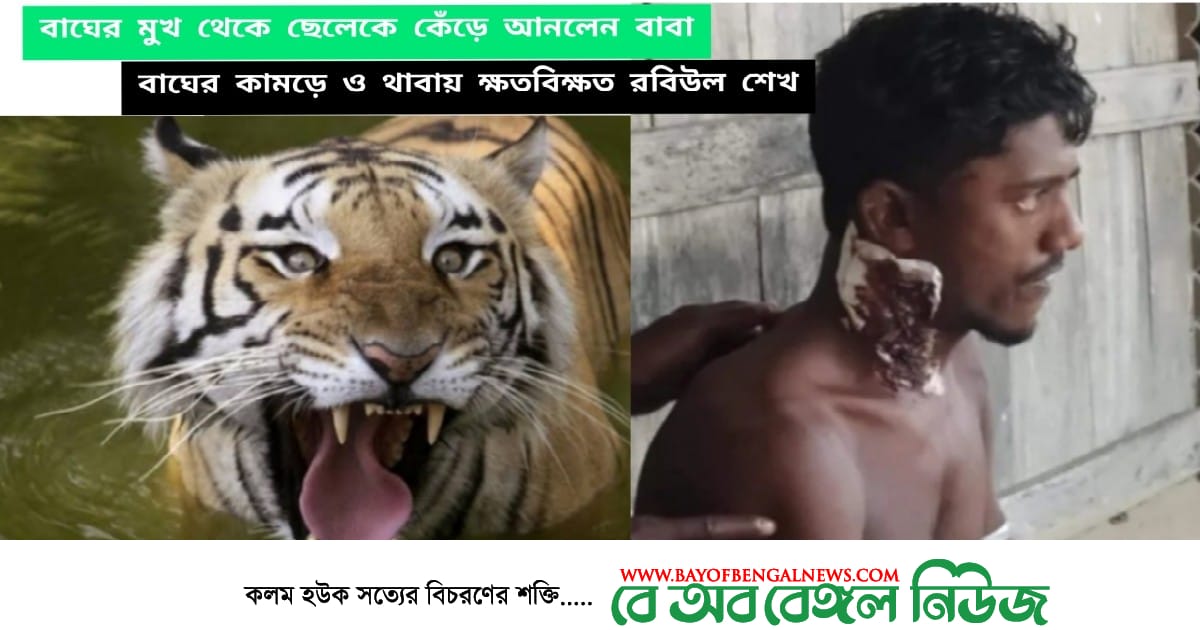 বাঘের মুখ থেকে ছেলেকে বাঁচালেন বাবা | মৌয়ালের দেহ ক্ষত বিক্ষত বাঘের মুখ থেকে ছেলেকে বাঁচালেন বাবা | মৌয়ালের দেহ ক্ষত বিক্ষত