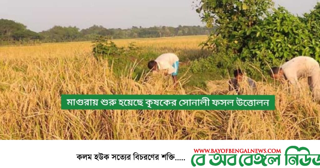 মাগুরাই শুরু হয়েছে কৃষকের সোনালী ফসল উত্তোলন মাগুরাই শুরু হয়েছে কৃষকের সোনালী ফসল উত্তোলন