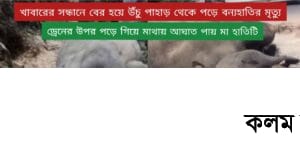 রামুর উঁচু পাহাড় থেকে পড়ে মা হাতির মৃত্যু রামুর উঁচু পাহাড় থেকে পড়ে মা হাতির মৃত্যু