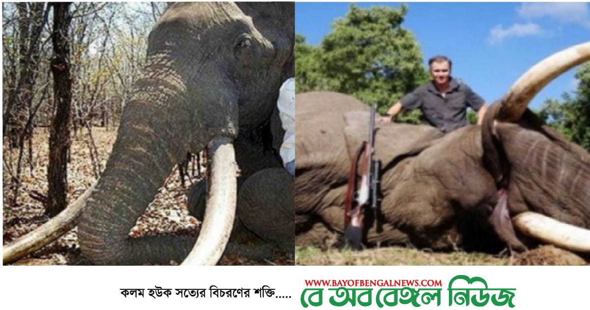 হাতি মারার অর্থ ব্যয় হবে ন্যাশনাল পার্কের উন্নয়ন ও রক্ষণাবেক্ষণে