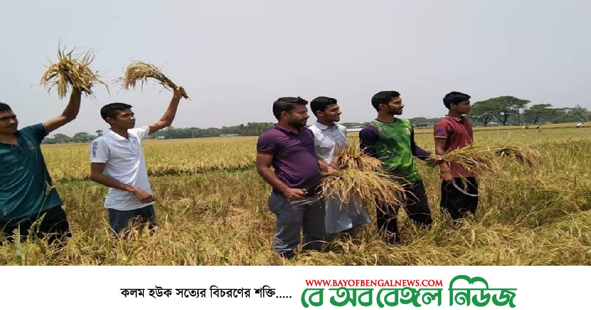ময়মনসিংহ জেলা ছাত্রলীগ নেতা সজীব নিজ উদ্যোগে কেটে দিলেন কৃষকের ধান