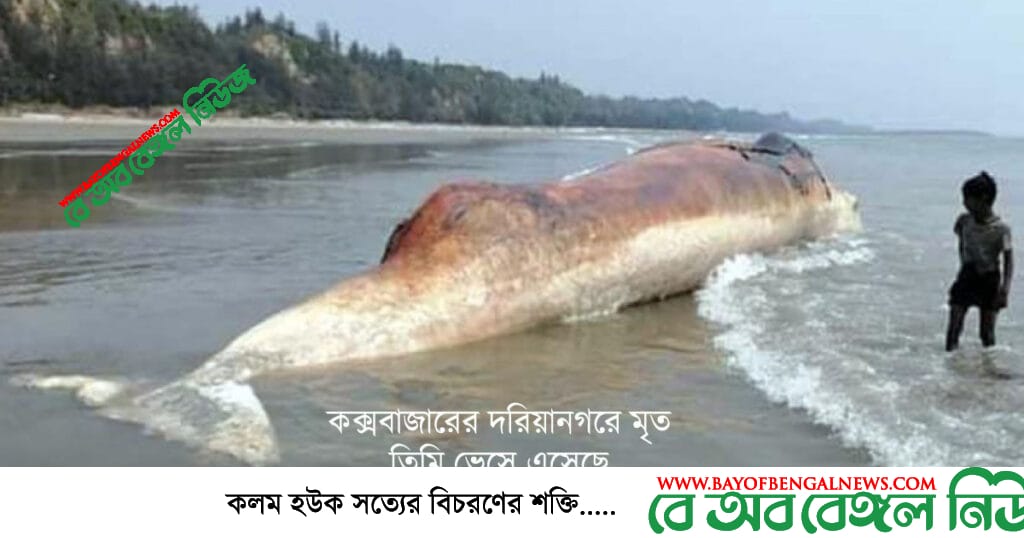 কক্সবাজারের দরিয়ানগরে ভেসে এলো মৃত তিমি কক্সবাজারের দরিয়ানগরে ভেসে এলো মৃত তিমি
