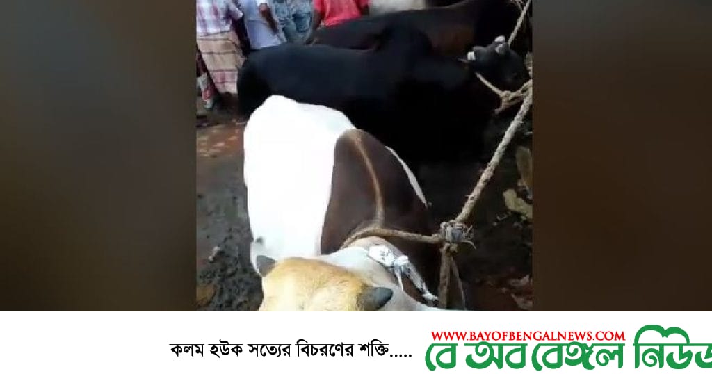 ময়মনসিংহের ত্রিশালে জমে উঠছে কোরবানির পশুর হাট ময়মনসিংহের ত্রিশালে জমে উঠছে কোরবানির পশুর হাট