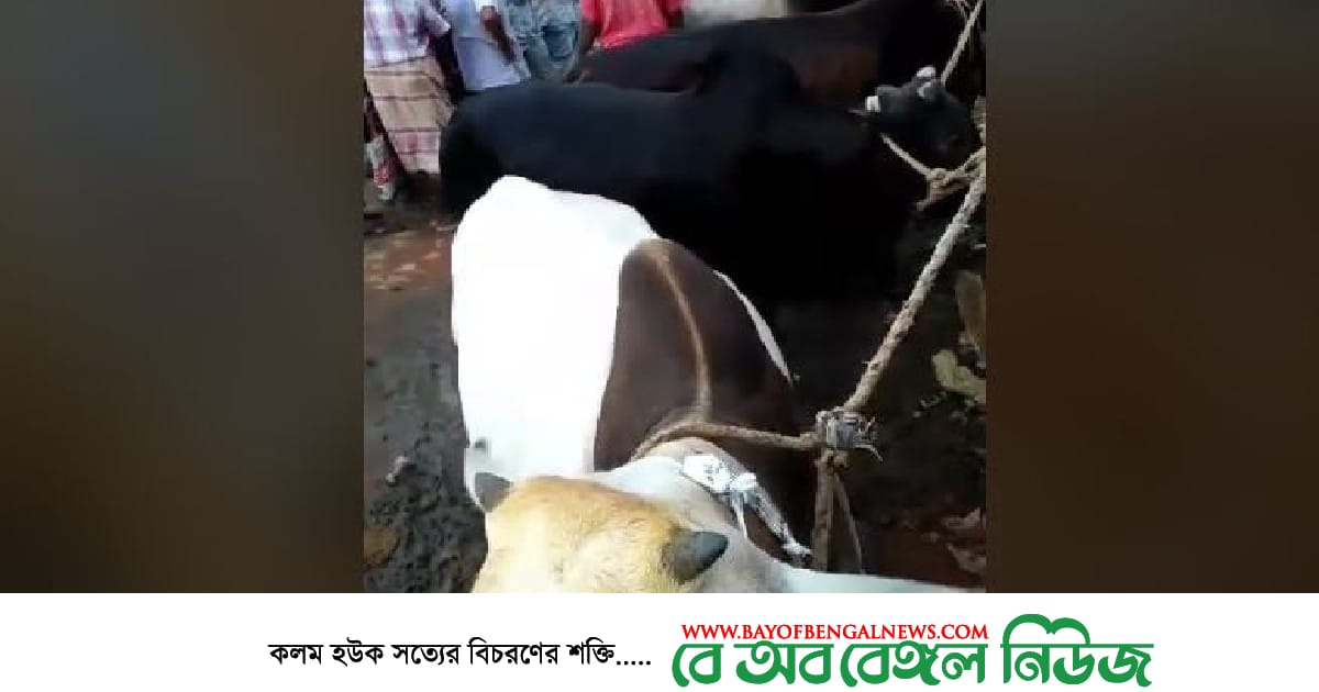 ময়মনসিংহের ত্রিশালে জমে উঠছে কোরবানির পশুর হাট