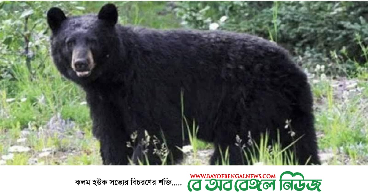 ভাল্লুকের সাথে সেলফি অতঃপর মৃত্যু ভাল্লুকের সাথে সেলফি অতঃপর মৃত্যু
